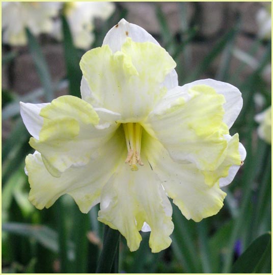 White Double Daffodil