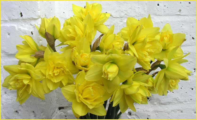 Double Daffodils