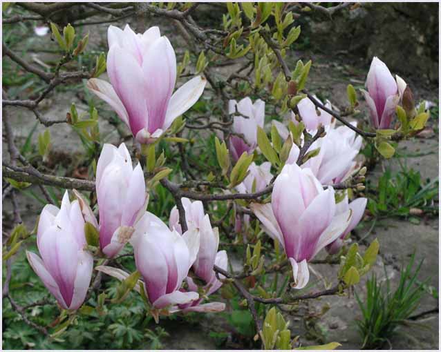 Pink Magnolia