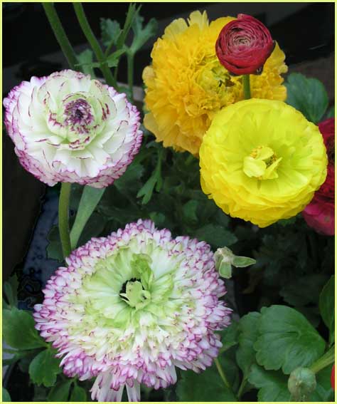 Ranunculus