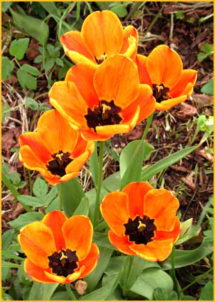 Orange Tulips