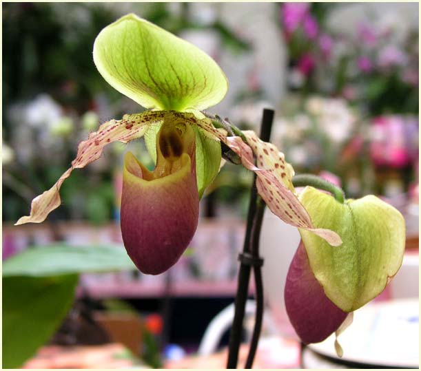 Slipper Orchid