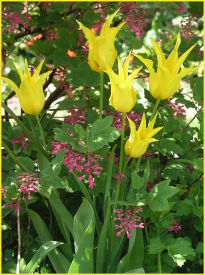 Yellow Tulips