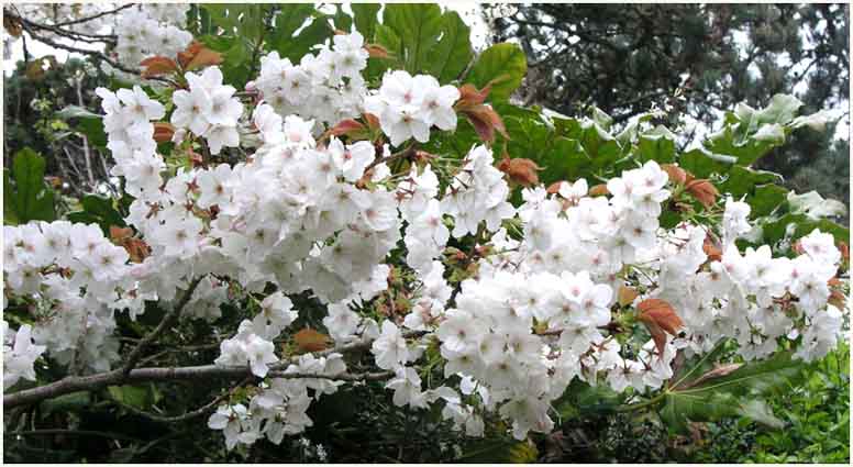 White Blossom