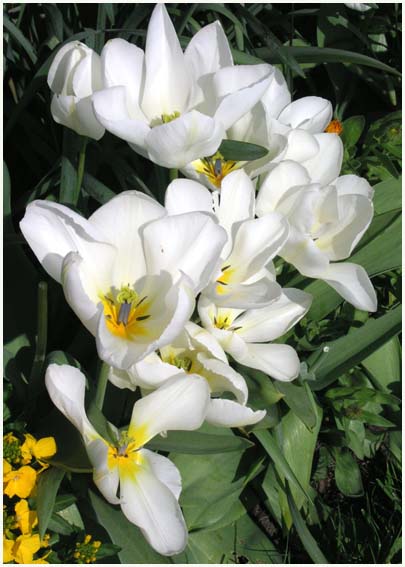 White Tulips