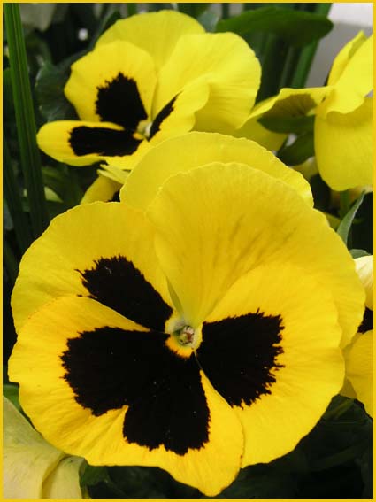Giant Pansies