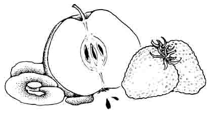 apple