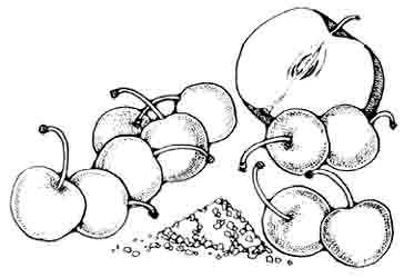 Cherries